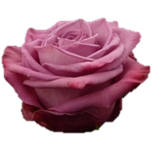 Moody Blues Roses Parfumee d'Equateur Ethiflora